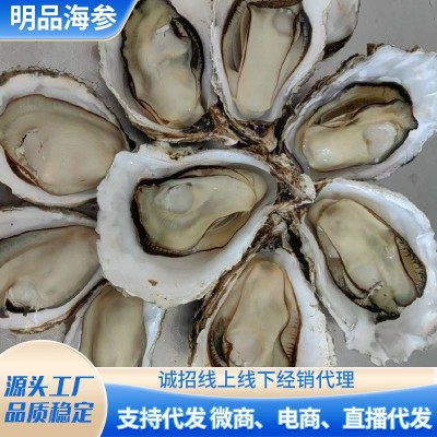 乳山牡蛎 水产鲜活海鲜贝类海蛎子50KG 酒店餐厅生蚝批发代发