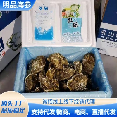 乳山牡蛎 水产鲜活海鲜贝类海蛎子50KG 酒店餐厅生蚝批发代发图2