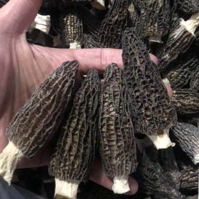 原产地新货羊肚菌干货250g 多规格散装批发 煲汤食材菌菇汤料包图2