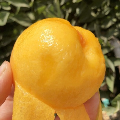 【蒙阴锦香黄桃黄毛桃】 现摘现发非油桃非水蜜桃5斤新鲜水果代发