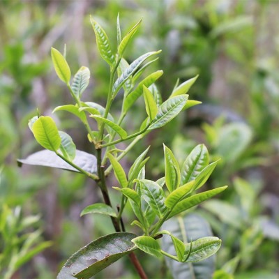 云南白茶大树月光白景谷普洱茶美人原料批发茶叶现货散装图3