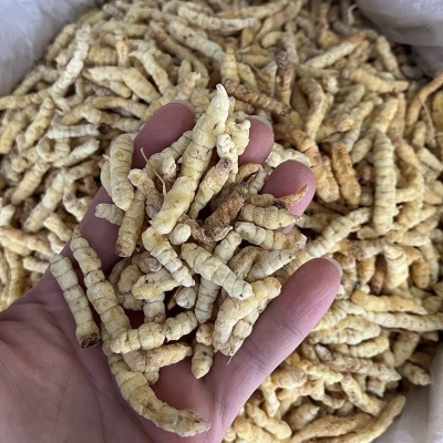 批发地蚕 产地货源白虫草图2