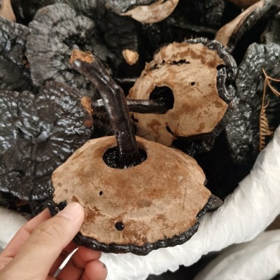 黑灵芝批发 货源充足 干货图5