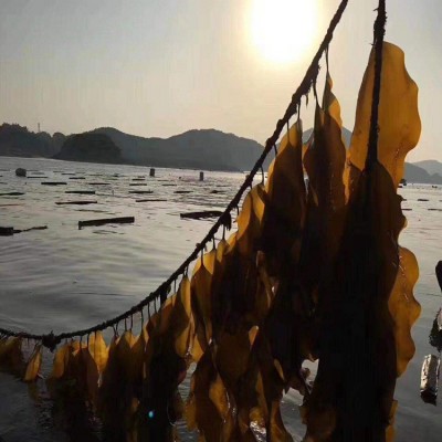 福建霞浦海带之乡 金海洋淡干海带结 A结 原产地 厂家直售20斤装图3