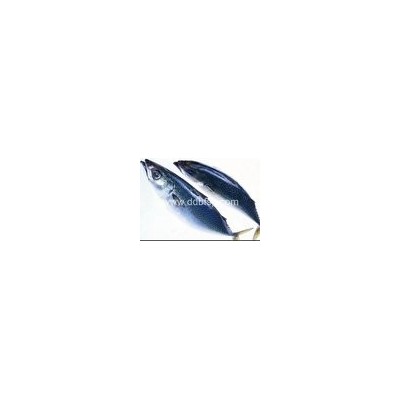 厂家供应优质鲅鱼 海产品批发
