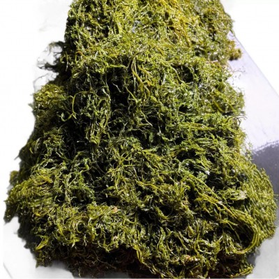 威海荣成新鲜盐渍马尾藻 鞭炮竹 海藻 海草 长寿菜5斤装厂家直售图5