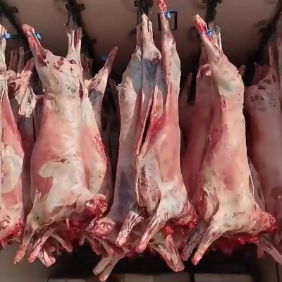 白条羊绵羊带皮去皮内蒙全羊整只羊肉新鲜白条羊现杀羊烤全羊肉图2