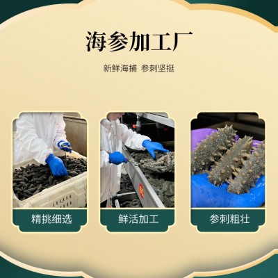 鼎鲜海参工厂批发 海参即食海参辽刺参独立包装 厂家直供支持批发图2