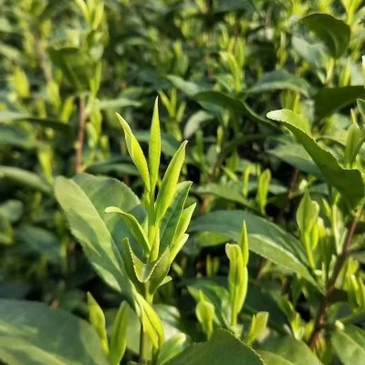 安吉白茶高山白茶明前绿茶散茶批发核心原产自产自销批发一 件代发图3