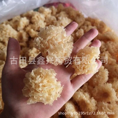 特级椴木小银耳新货雪耳糯耳羹出胶雪耳古田干货白木耳无硫非丑耳