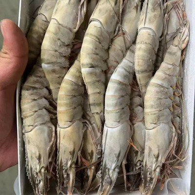 黑虎虾大号老虎虾对虾基围虾海虾无冰竹斑九节虾商用批发鲜冻锁鲜图4