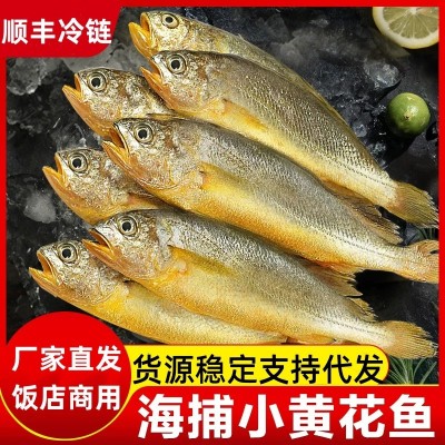 小黄花鱼新鲜冷冻 饭店餐饮烧烤小黄鱼 海鲜水产整箱商用批发代发