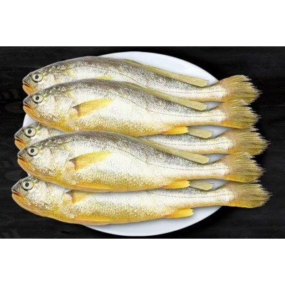 小黄花鱼新鲜冷冻 饭店餐饮烧烤小黄鱼 海鲜水产整箱商用批发代发图5