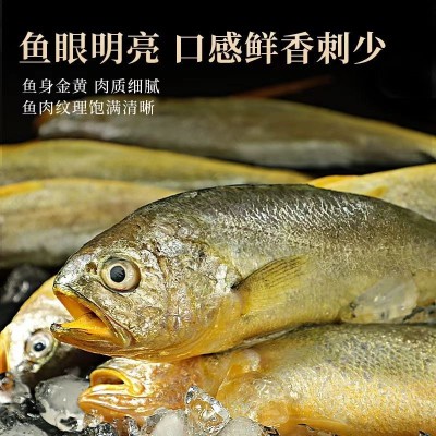 小黄花鱼新鲜冷冻 饭店餐饮烧烤小黄鱼 海鲜水产整箱商用批发代发图2