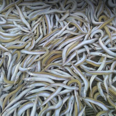 整箱批发小青鱼干5千克海味水产小青鱼干海鲜干货小青鱼小银鱼干图4