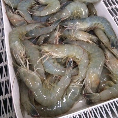 冻虾生鲜餐饮烹饪食材肉质鲜甜美味大海虾新鲜捕捞活冻大虾定制图2