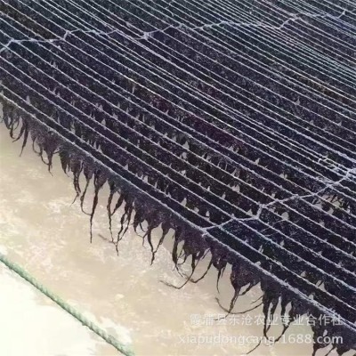 福建霞浦本地头水紫菜无沙农户自产自销海藻营养袋装鲜美早餐图5