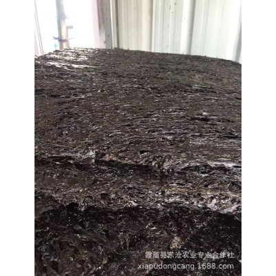 福建霞浦本地头水紫菜无沙农户自产自销海藻营养袋装鲜美早餐图3