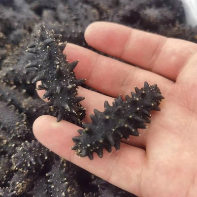 大连淡干海参厂家供应干货辽刺参50g干参礼盒非即食海参干货刺参图3