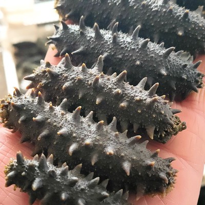 大连海参厂家供应干货泡发辽刺参非即食辽参500g可礼盒装半干海参图4