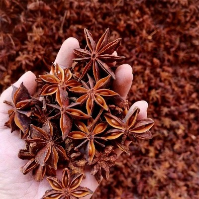 八角大料500g新产大红八角大茴香卤味增香大料产地批发广西大红八图4