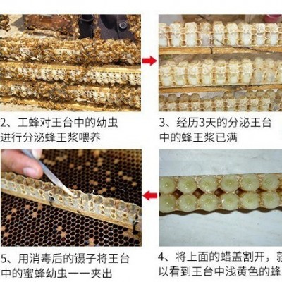 royal jelly鲜蜂王浆1斤油菜蜂皇桨500g冰袋冷冻代发原浆老人康养图4