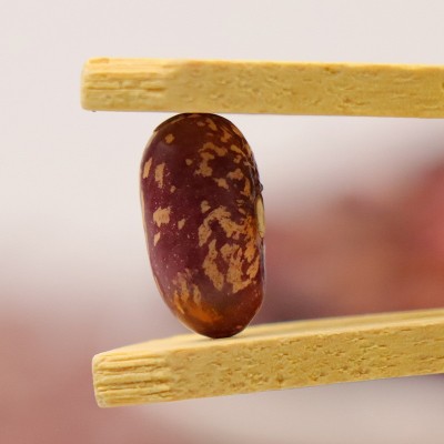 云南富宁特产花豆高原产物饱满鲜亮腰豆紫芸豆豆种子杂粮散装批发图3