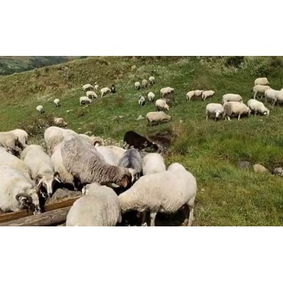 【沙马羊肉】生态羊 品质好肉 天然散养 无添加 健康图4