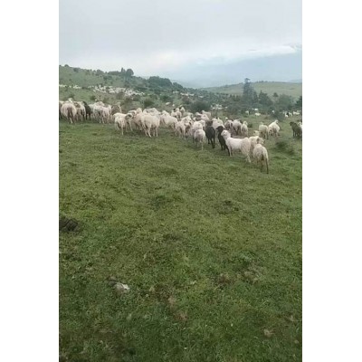 【沙马羊肉】生态羊 品质好肉 天然散养 无添加 健康图2