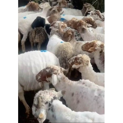 【沙马羊肉】生态羊 品质好肉 天然散养 无添加 健康图3