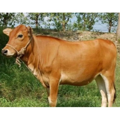 【小马养殖场】生态牛肉 天然散养 无添加 营养健康图3