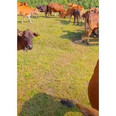 【小马养殖场】生态牛肉 天然散养 无添加 营养健康