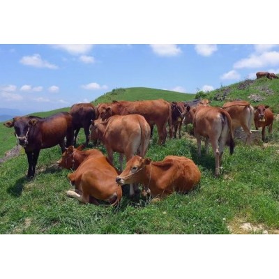 【小马养殖场】生态牛肉 天然散养 无添加 营养健康图4