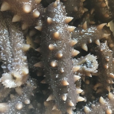 厂家批发辽宁大连深海海参 海鲜水产大连鲜食辽刺参散装即食海参图4