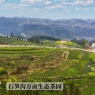 四川茉莉花茶飘雪花毛峰散装批发供应链大宗贸易中国花茶之乡自饮图3