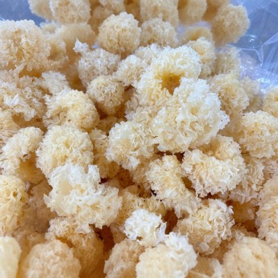 古田椴木小银耳500g散装批发出胶银耳白木耳