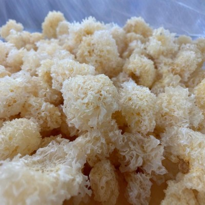 古田椴木小银耳500g散装批发出胶银耳白木耳图3