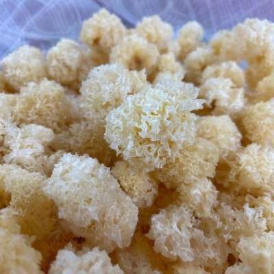 古田椴木小银耳500g散装批发出胶银耳白木耳图4