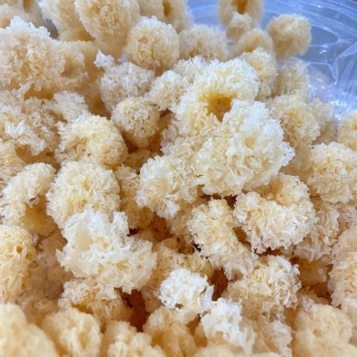 厂家直供古田仿椴木珍珠小银耳散装批发银耳干货白木耳雪耳丑糯耳