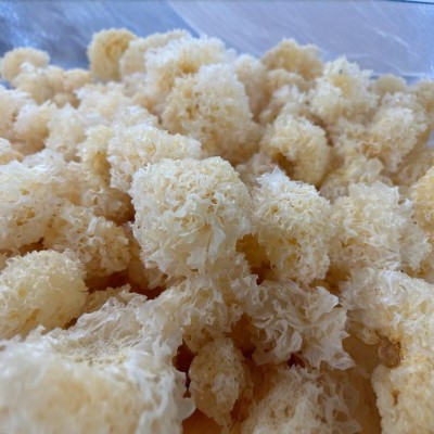 厂家直供古田仿椴木珍珠小银耳散装批发银耳干货白木耳雪耳丑糯耳图4