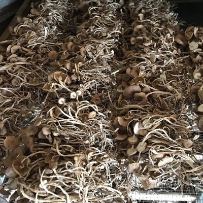 君志 江西广昌开伞茶树菇干货批发 3号5号细条餐饮沙县小吃食用菌图4