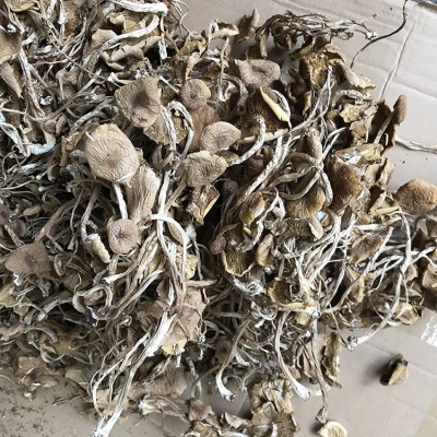 君志 江西广昌开伞茶树菇干货批发 3号5号细条餐饮沙县小吃食用菌图2