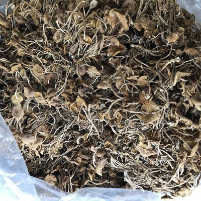 君志 江西广昌开伞茶树菇干货批发 3号5号细条餐饮沙县小吃食用菌图3