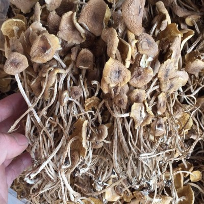 君志 江西广昌开伞茶树菇干货批发 3号5号细条餐饮沙县小吃食用菌图5