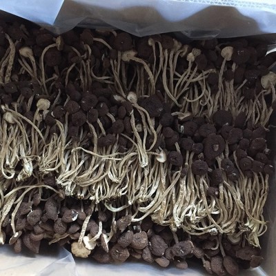 君志 江西广昌5号茶树菇干货批发 散装不开伞精选细条 产地货源