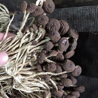 君志 江西广昌5号茶树菇干货批发 散装不开伞精选细条 产地货源图4