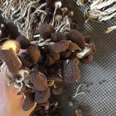 君志 江西广昌5号茶树菇干货批发 散装不开伞精选细条 产地货源图2