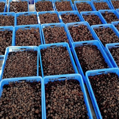 云南特产速冻黑松露3-4cm散装500g产地批发块菌食用菌菇产地直供图4